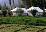 Camps in Nubra Valley
